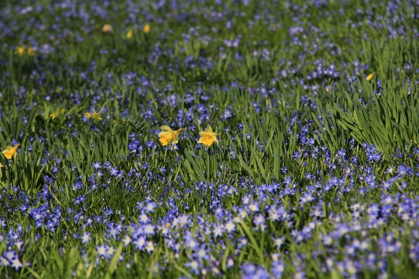 Fruehling   075.jpg